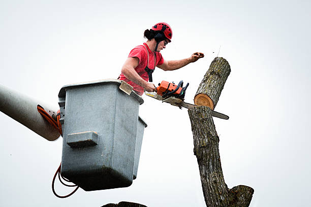 Best Root Management and Removal  in King Of Prussia, PA